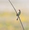 Sedge Warbler (Acrocephalus schoenobaenus) singing