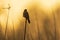 Sedge Warbler, Acrocephalus schoenobaenus, singing sunset