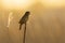 Sedge Warbler, Acrocephalus schoenobaenus, singing sunset