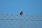 Sedge Warbler bird resting on a wire fence