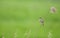 Sedge warbler chirping on reed