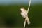 Sedge warbler singing