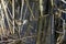 Sedge Wren, Cistothorus platensis