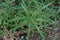 Sedges, annual weed in hill rain forest