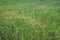 Sedges infested in rice field