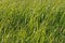 Sedges swaying in the wind. Wet meadow during haymaking.