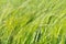 Sedges swaying in the wind. Wet meadow during haymaking. Lush green