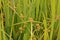 Sedges, weed in paddy field,