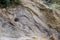 sedimentary layers of the rock in the sand scree. sand, pebbles and shells in sedimentary rocks