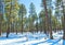 Sedona Arizona snow trees