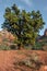 Sedona, beautiful Tree, Oak Creek Canyon, Arizona