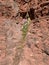 Sedona desert flowers