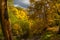 Sedona foliage on a cloudy fall day