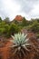 Sedona is a red rock city in Arizona, United States of America, red sandstone formations, travel USA, tourism, beautiful landscape