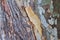 Sedona Sycamore Tree Bark Digital Background