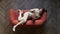 Seductive beautiful young woman in glasses and beige suit playfully posing and smiling on the red sofa while reading