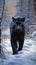 Seductive Black Panther Walks In Snowy Forest