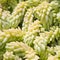 Sedum