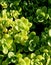 Sedum