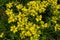 Sedum acre, commonly known as golden moss saxifrage, ochitok is a perennial flowering plant