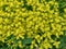 Sedum acre, a perennial herbaceous succulent plant in the Crassulaceae family. Small yellow flowers covering the ground. Natural