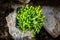 Sedum Acre stonecrop plant standing on rural stone wall