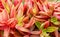 Sedum adolphii Firestorm succulent plant as a natural background for design.Tropical succulents.
