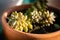 Sedum adolphii flowerpot terracotta warm glow golden hour close up succulent