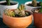 Sedum adolphii flowerpot terracotta warm glow golder hour close up succulent