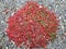 sedum album red carpet ground cover roof garden gray gravel red low