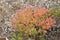 Sedum, Angelina Stonecrop plant in green with pink tip, South Au