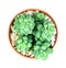 Sedum burrito Moran , succulents plant in pot on white background , overhead or top view