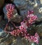 Sedum caeruleum or sky stone-crop.