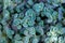 Sedum eversa Ewersii.Succulents and sedums macro. groundcover flower.nature background in blue shades