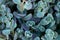 Sedum eversa Ewersii.Succulents and sedums macro. groundcover flower.nature background in green shades