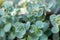 Sedum Ewersii.Succulents and sedums close-up. groundcover flower.Beautiful background in green and blue shades