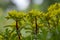 Sedum floriferum bright yellow orange stonecrop flowers in bloom, small succulent phedimus kamtschaticus flowering plant