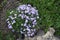 Sedum and flowering Phlox subulata in rock garden