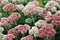 Sedum flowers