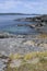 Sedum and grasses on a rocky shore