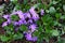 Sedum Ground Cover Purple Blossoms