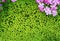 Sedum hispanicum is like little green stars