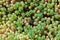 Sedum hispanicum or Spanish stonecrop