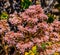 Sedum hispanicum. Spanish stonecrop. From UC Berkeley botanical garden