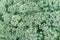 Sedum hybrid Frosty Morne. Background from green sedum