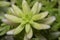 Sedum japonicum succulent