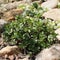 Sedum kamtschaticum creeping sedum foliage.