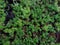 Sedum lineare or carpet sedum plants in the garden, close-up view