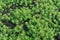 Sedum lineare / green stonecrop lineare