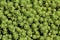 Sedum lydium